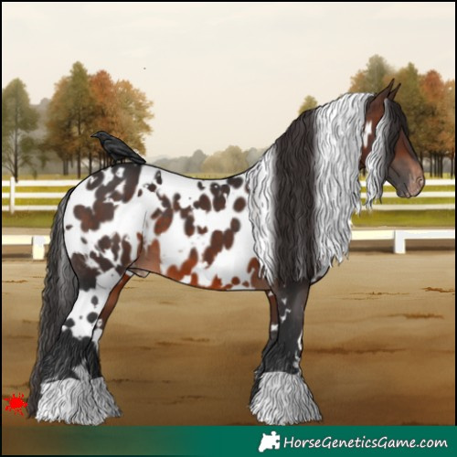 Horse Color:White Spotted Brown Appaloosa 