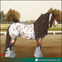 Horse Color:Bay Near Leopard