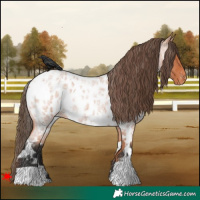 Horse Color:White Spotted Bay Roan Near Leopard 