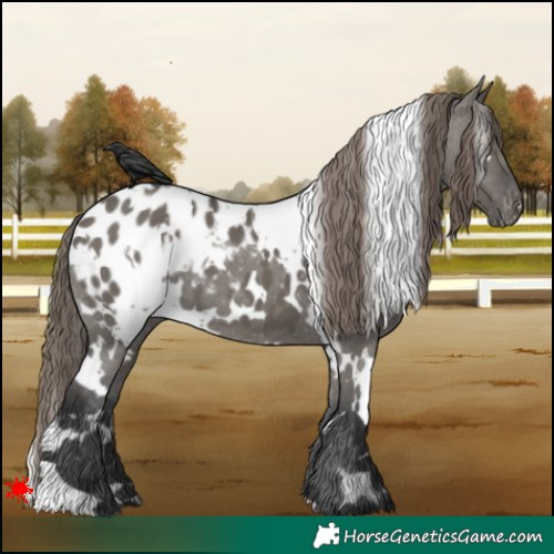 Horse Color:White Spotted Grullo Appaloosa 