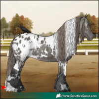 Horse Color:White Spotted Grullo Blanket 