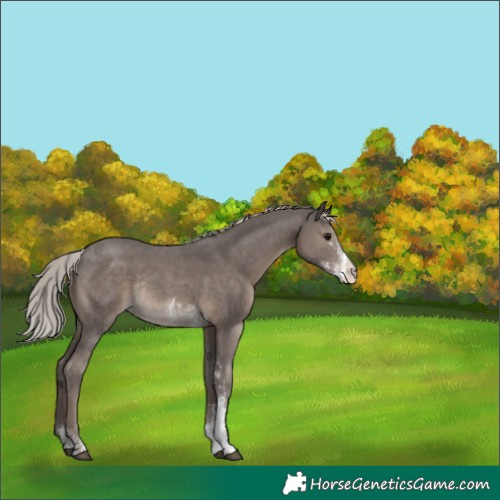 Horse Color:Silver Black Sabino Rabicano 