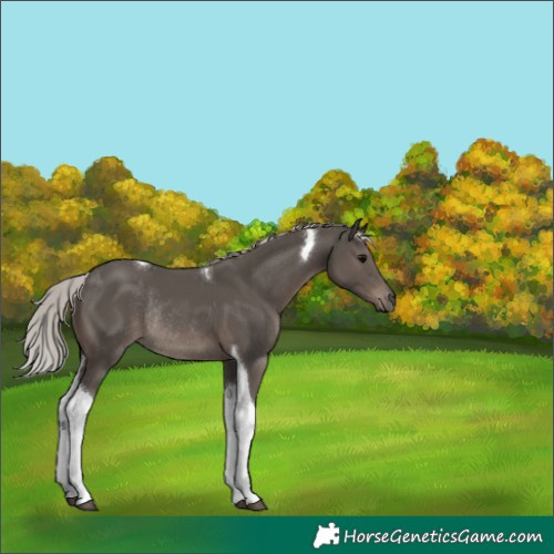Horse Color:Silver Black Tobiano Rabicano 