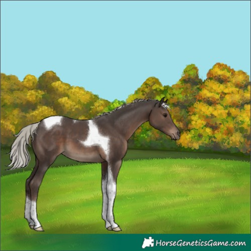 Horse Color:Silver Black Tobiano 
