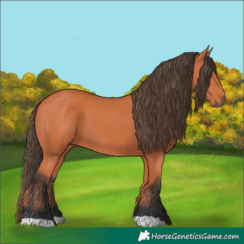 Horse Color:Bay 