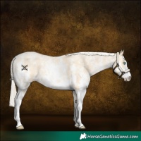 Horse Color:Palomino Pearl Sabino 