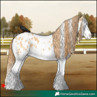 Horse Color:White Spotted Red Dun Splash Appaloosa 