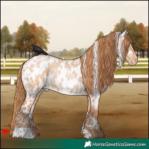 Horse Color:White Spotted Bay Pearl Dun Appaloosa 