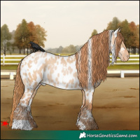 Horse Color:White Spotted Bay Pearl Dun Appaloosa