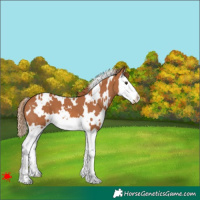 Horse Color:White Spotted Chestnut Splash
