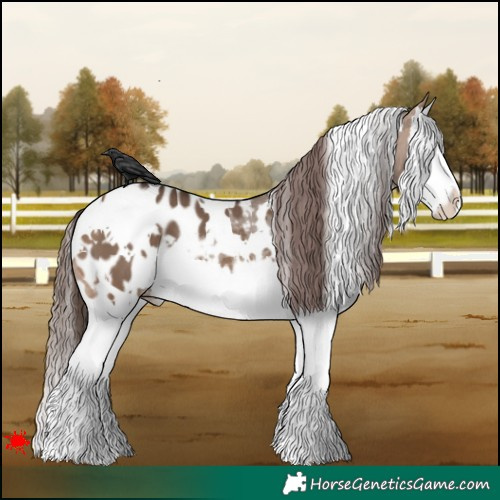 Horse Color:White Spotted Brown Dun Splash Appaloosa 