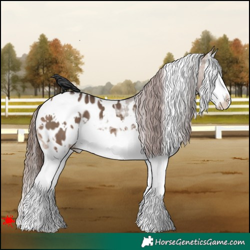 Horse Color:White Spotted Brown Dun Splash Blanket 