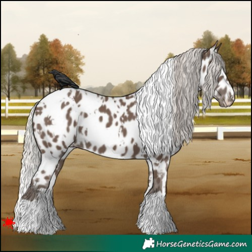 Horse Color:White Spotted Silver Black Appaloosa 
