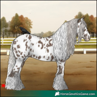 Horse Color:White Spotted Silver Black Leopard 