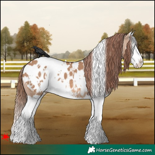 Horse Color:White Spotted Red Dun Splash Appaloosa 