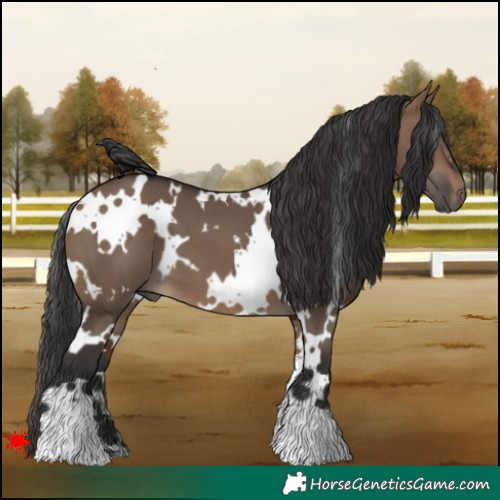 Horse Color:White Spotted Brown Dun 