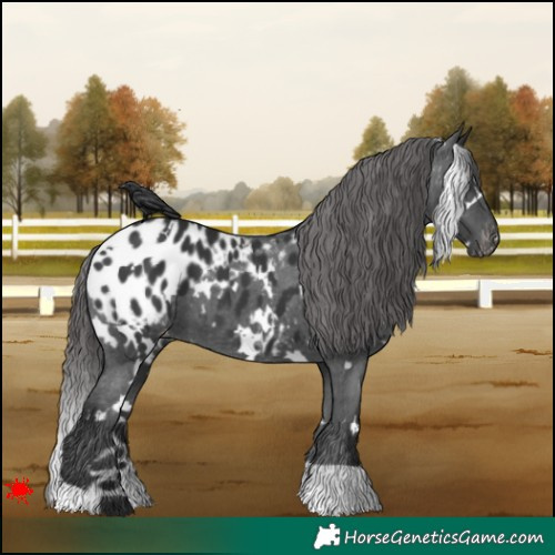 Horse Color:White Spotted Black Appaloosa 