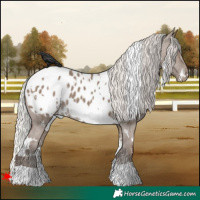 Horse Color:White Spotted Silver Grullo Appaloosa 