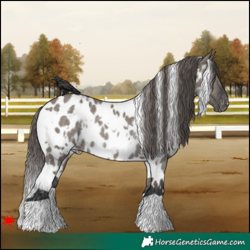Horse Color:White Spotted Grullo Appaloosa Rabicano 