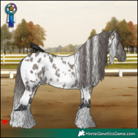 Horse Color:White Spotted Grullo Appaloosa Rabicano