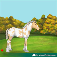 Horse Color:White Spotted Palomino Dun Appaloosa 