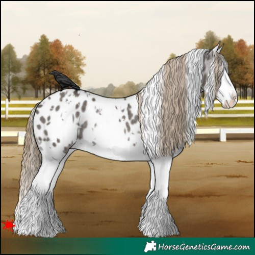 Horse Color:White Spotted Smoky Grullo Splash Appaloosa Rabicano 