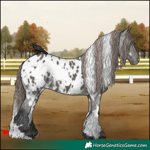 Horse Color:White Spotted Grullo Appaloosa 
