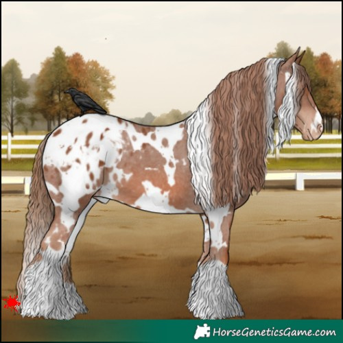 Horse Color:White Spotted Chestnut Appaloosa 