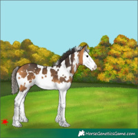 Horse Color:White Spotted Buckskin Splash