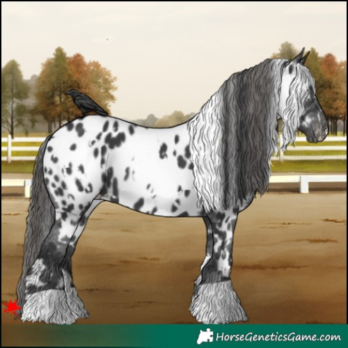 Horse Color:White Spotted Black Appaloosa 