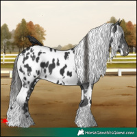 Horse Color:White Spotted Black Near Leopard