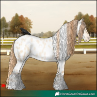 Horse Color:White Spotted Smoky Grullo Pearl Appaloosa