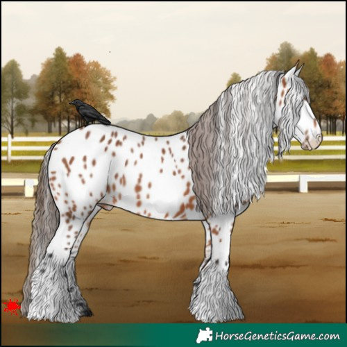 Horse Color:Bay Leopard 