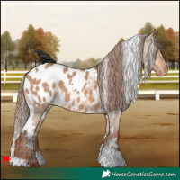 Horse Color:White Spotted Red Dun Blanket 
