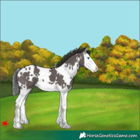 Horse Color:White Spotted Smoky Grullo Splash 