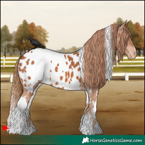 Horse Color:White Spotted Chestnut Appaloosa 