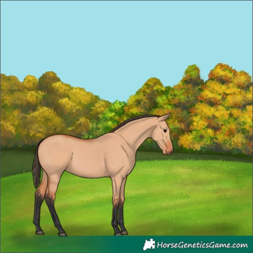 Horse Color:Bay Dun