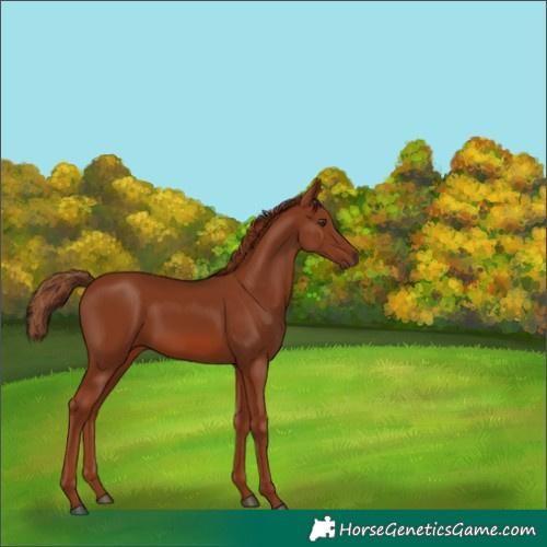Horse Color:Chestnut 