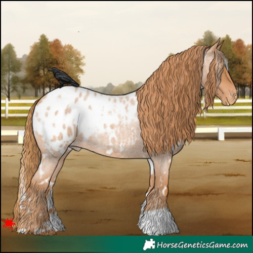 Horse Color:White Spotted Red Roan Appaloosa