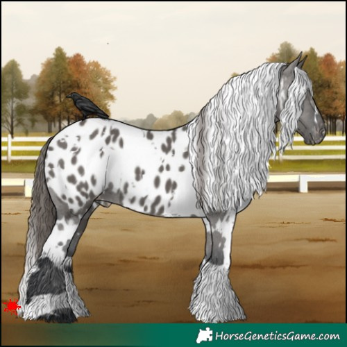 Horse Color:White Spotted Grullo Appaloosa
