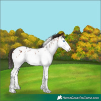 Horse Color:White Spotted Bay Splash Appaloosa 
