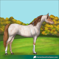 Horse Color:Unknown 