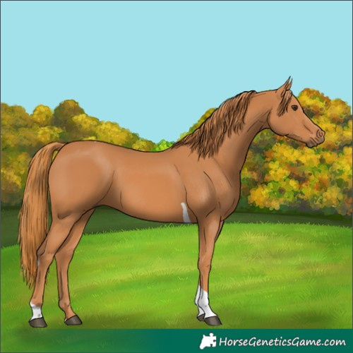 Horse Color:Unknown 