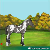 Horse Color:White Spotted Grullo Varnish 