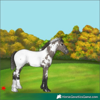 Horse Color:White Spotted Grullo Near Fewspot