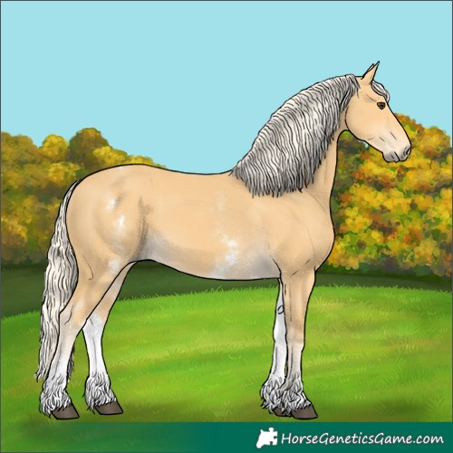 Horse Color:White Spotted Palomino 