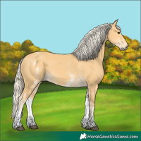 Horse Color:White Spotted Palomino
