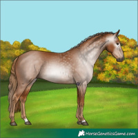Horse Color:Gray Chestnut 