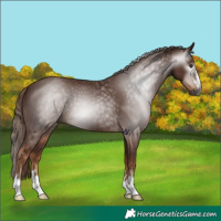 Horse Color:Gray Chestnut