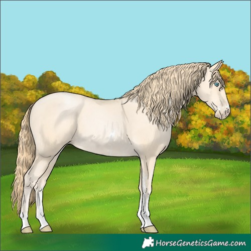 Horse Color:Buckskin Pearl Sabino